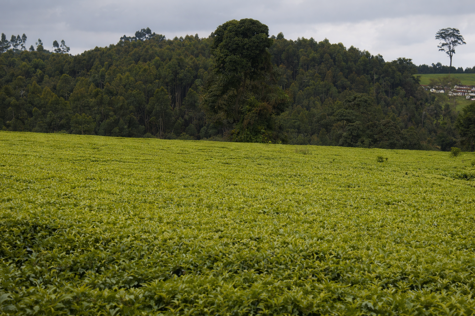 ChatGPT Image Feb 17, 2026, 12_36_58 PM